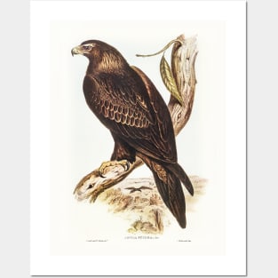 Wedge-tailed Eagle Posters and Art